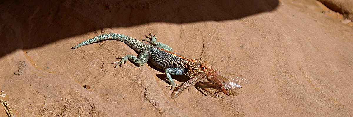 Libyen, Sahara, Fotografie