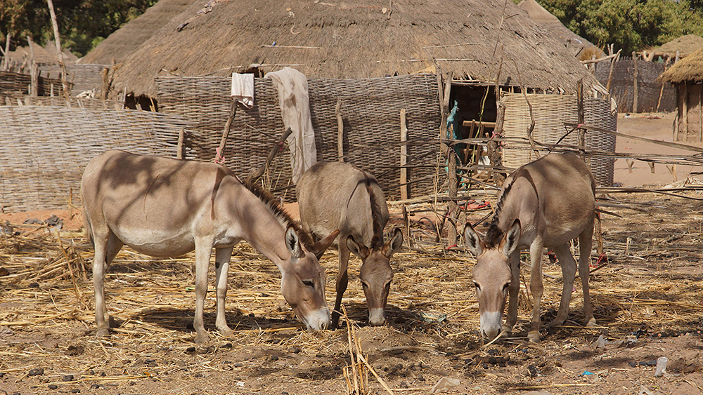 Senegal, Fotografie